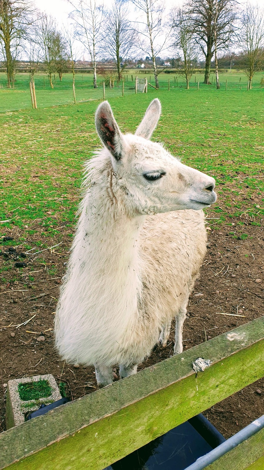 https://universityofhealth.info/not-as-tall-as-a-llama/ Not As Tall As A Llama #WeekendLinkUp