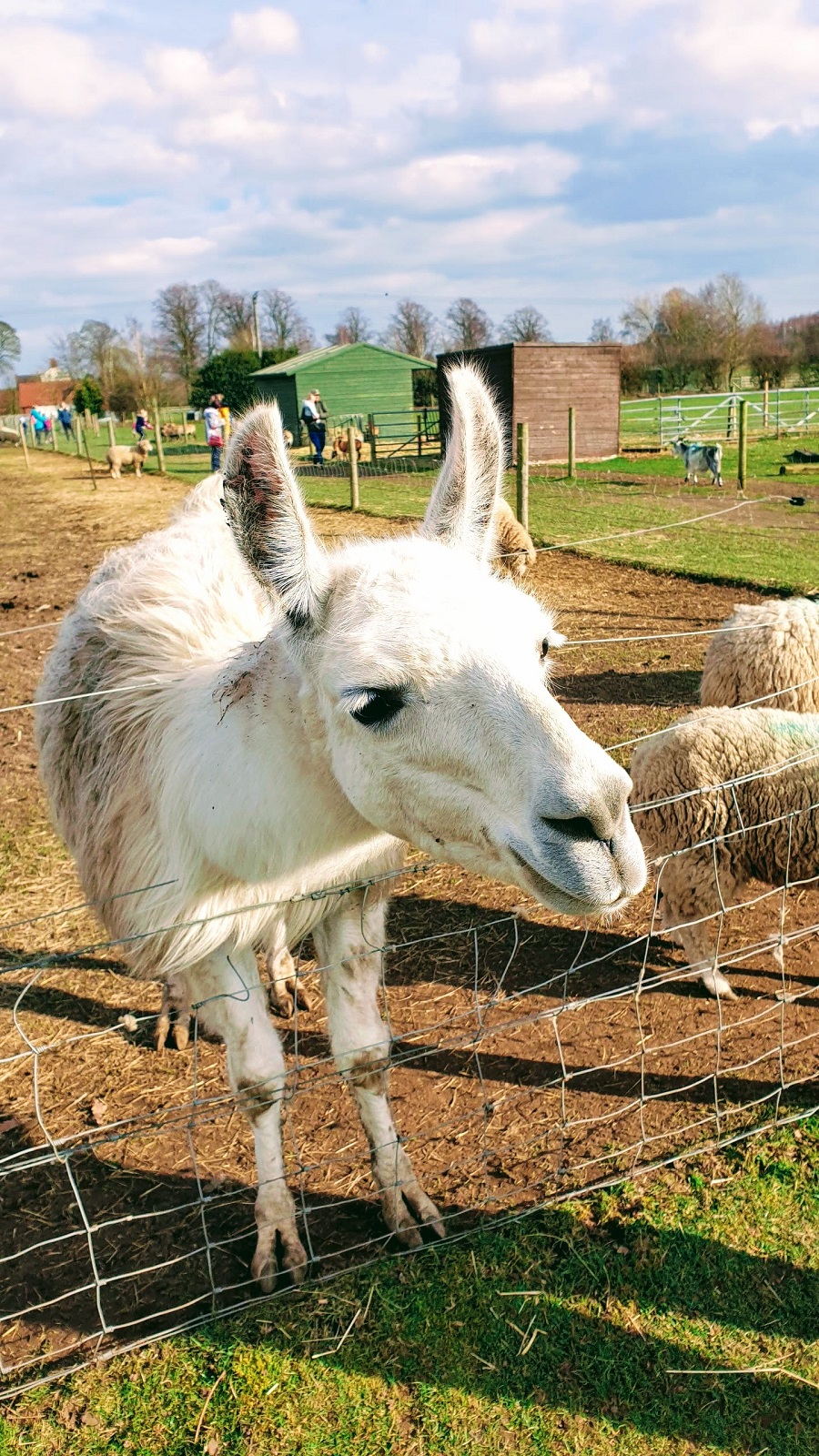 Not As Tall As A Llama. Weekend Link Up. Not As Tall As A Llama #WeekendLinkUp