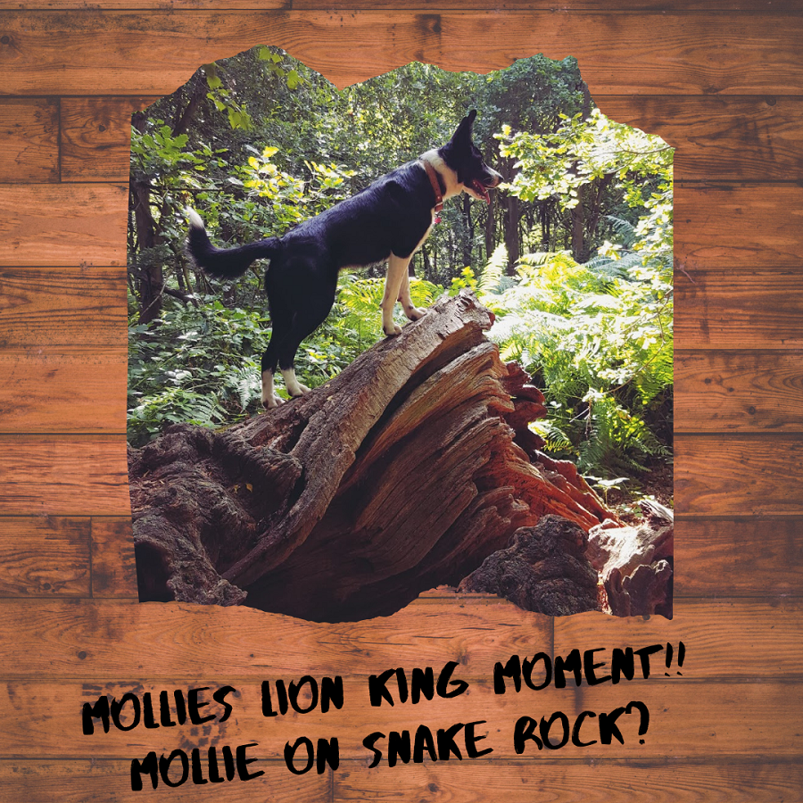 Mollies Lion King Moment!! Mollie On Snake Rock?