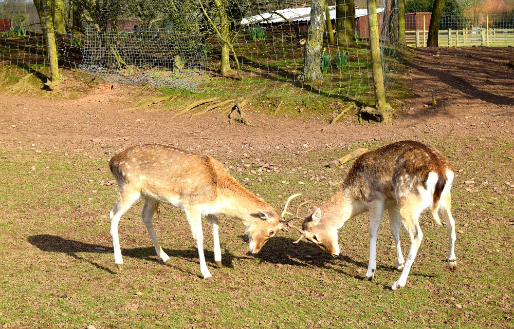 Coming Home (Linky Parties Are Coming Back Here). ﻿