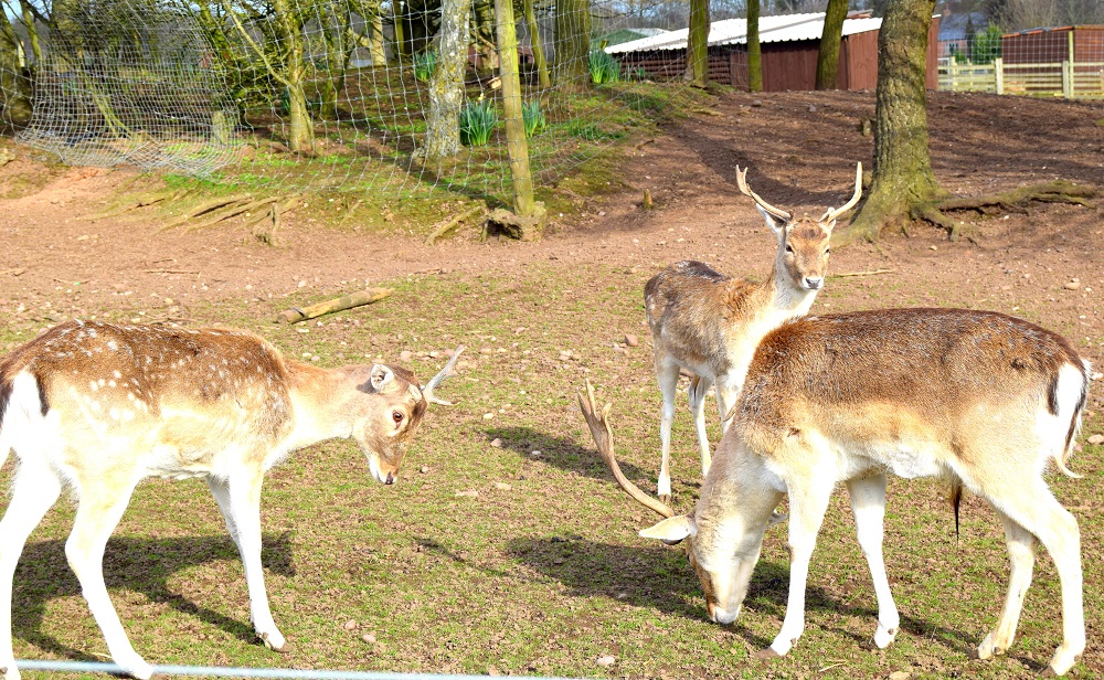 Coming Home (Linky Parties Are Coming Back Here). ﻿