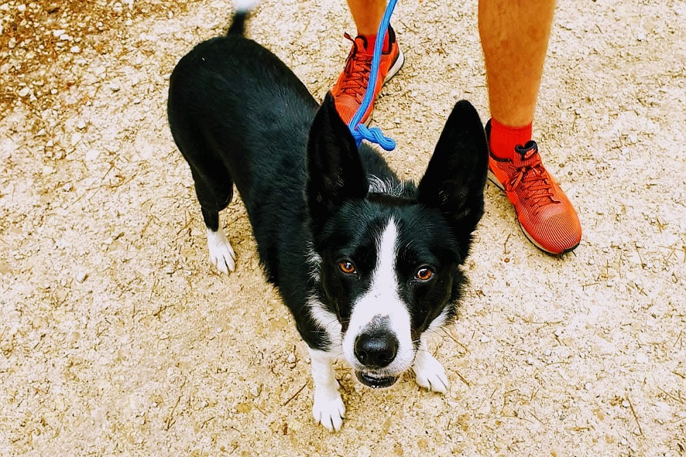 Take Your Dog To Work Day Take Your Dog To Work Day