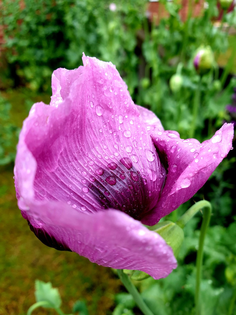 The Unique Beauty Of Rained-On Purple Poppies: Purple Poppies