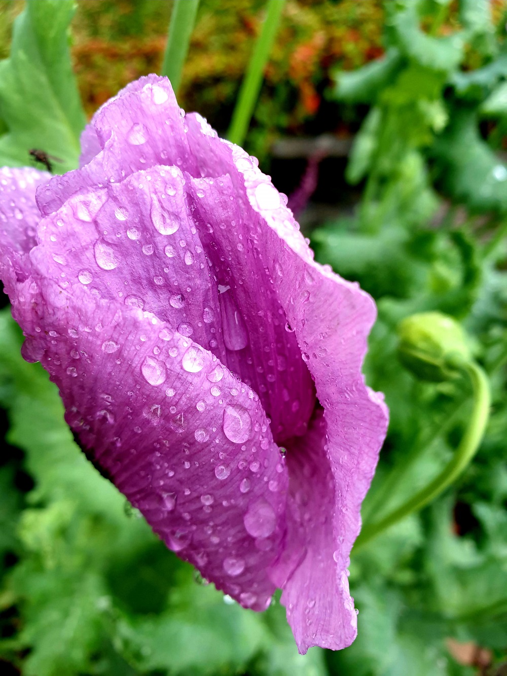 The Unique Beauty Of Rained-On Purple Poppies The Unique Beauty Of Rained-On Purple Poppies