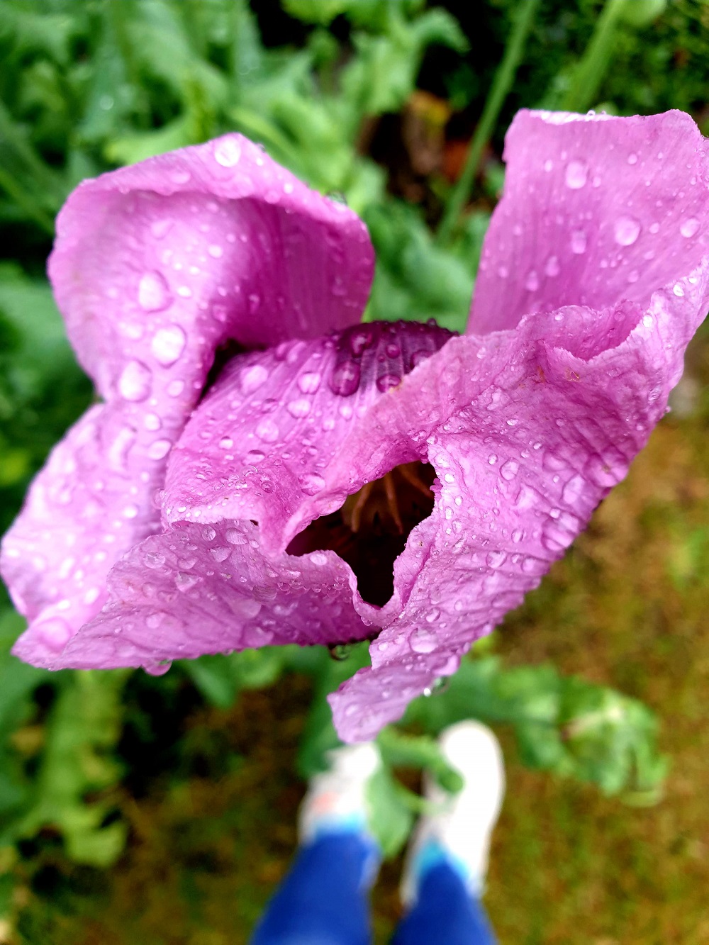 The Unique Beauty Of Rained-On Purple Poppies The Unique Beauty Of Rained-On Purple Poppies: