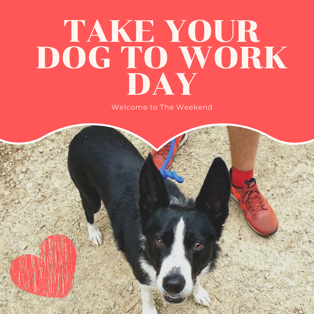 Take Your Dog To Work Day Take Your Dog To Work Day
