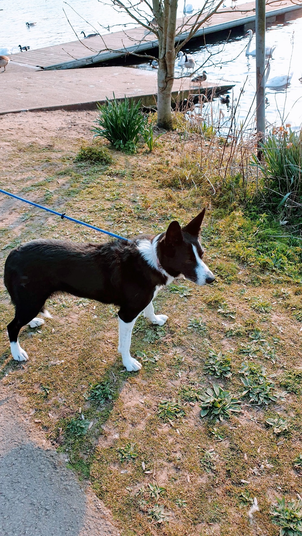 Walk Around King's Mill Reservoir: Mollie The border Collie