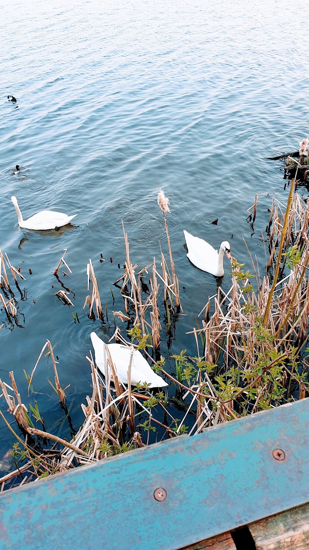 Walk Around King's Mill Reservoir Swans