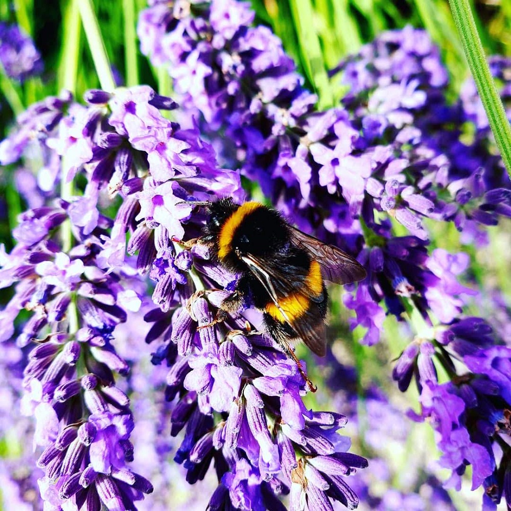 The Wednesday Photo Link Up