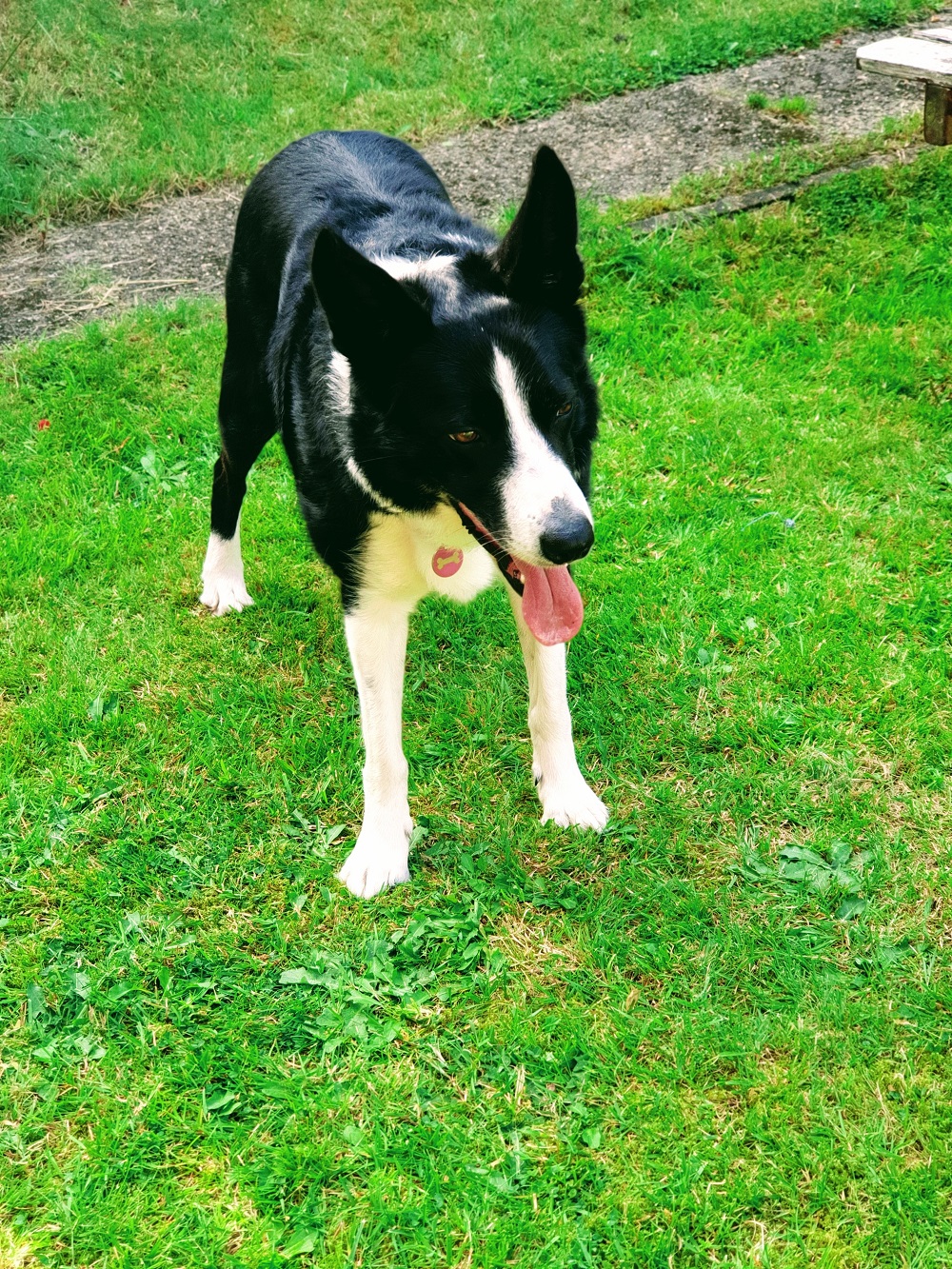 Mollie The Collie #WordlessWednesday Linky