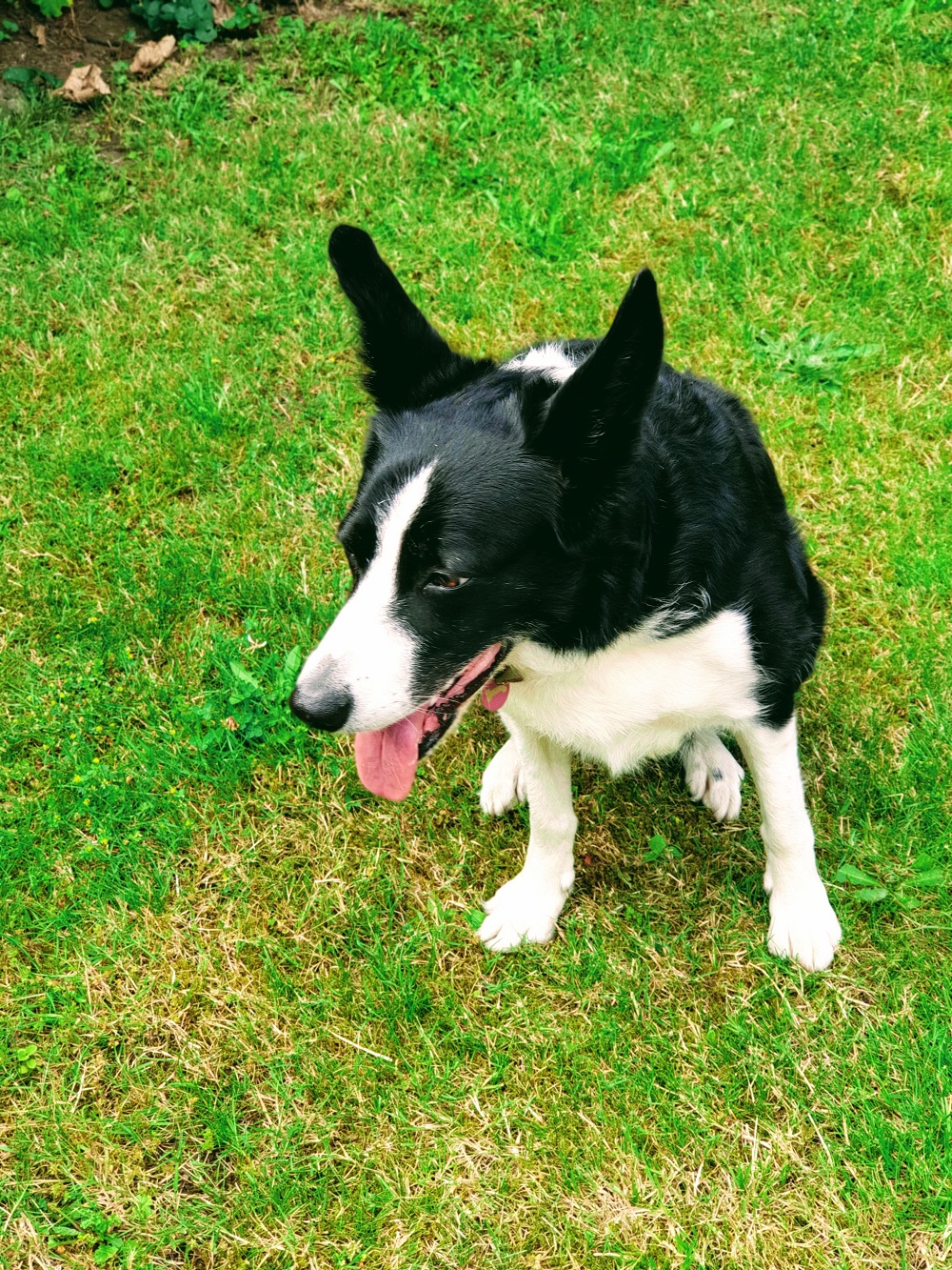 Mollie The Collie #WordlessWednesday Linky
