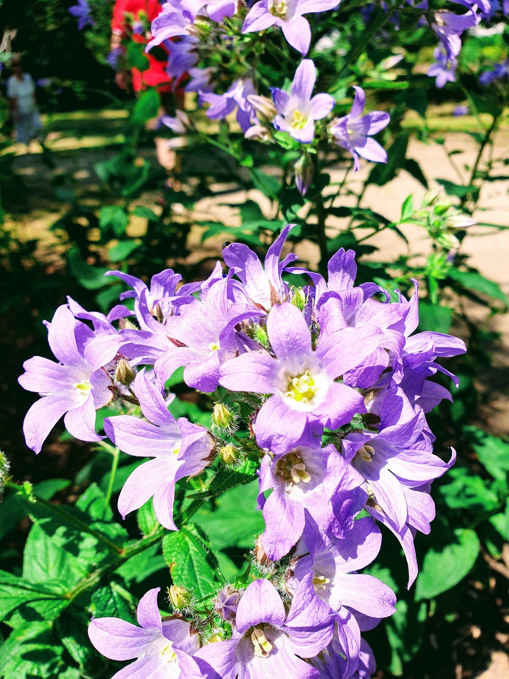 Summer Flowers At Victoria Embankment