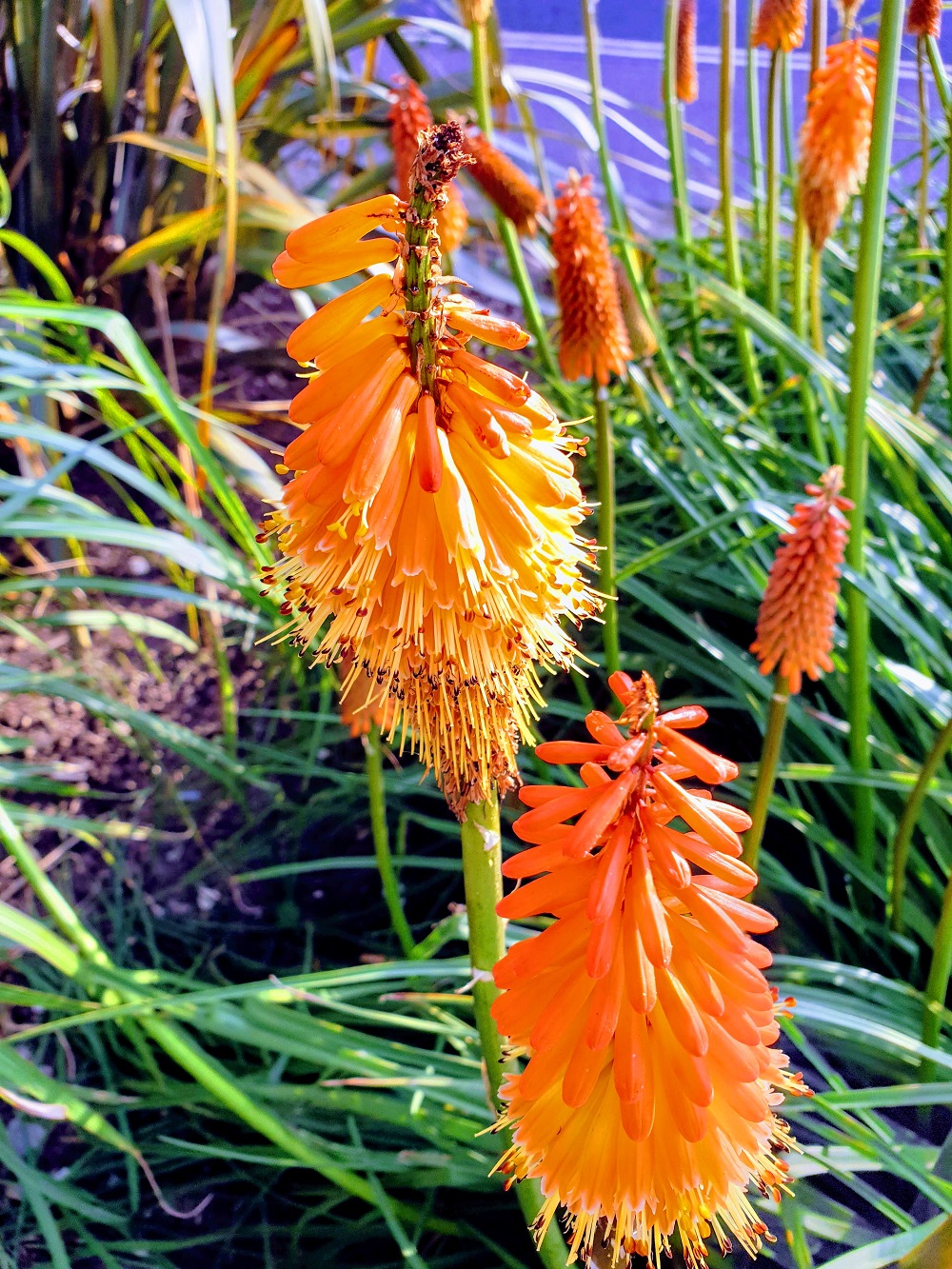 Orange You Glad It's Friday!?