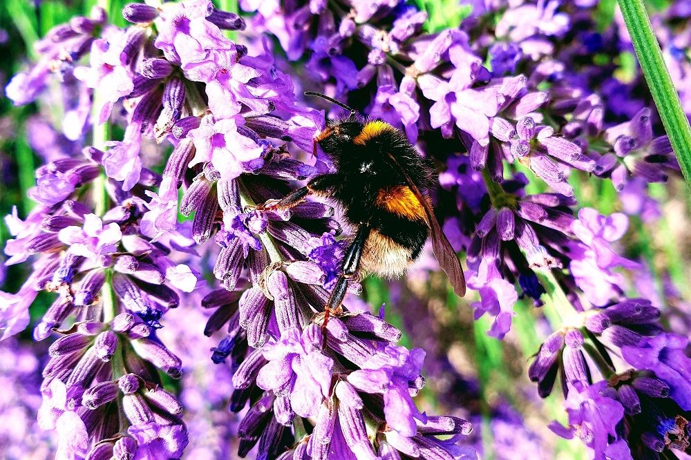 31 Bee Quotes For Instagram