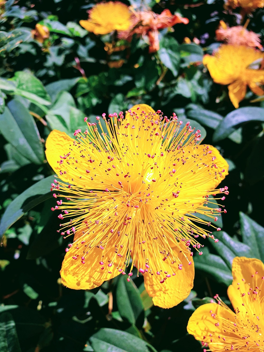 Capturing The Blossoms