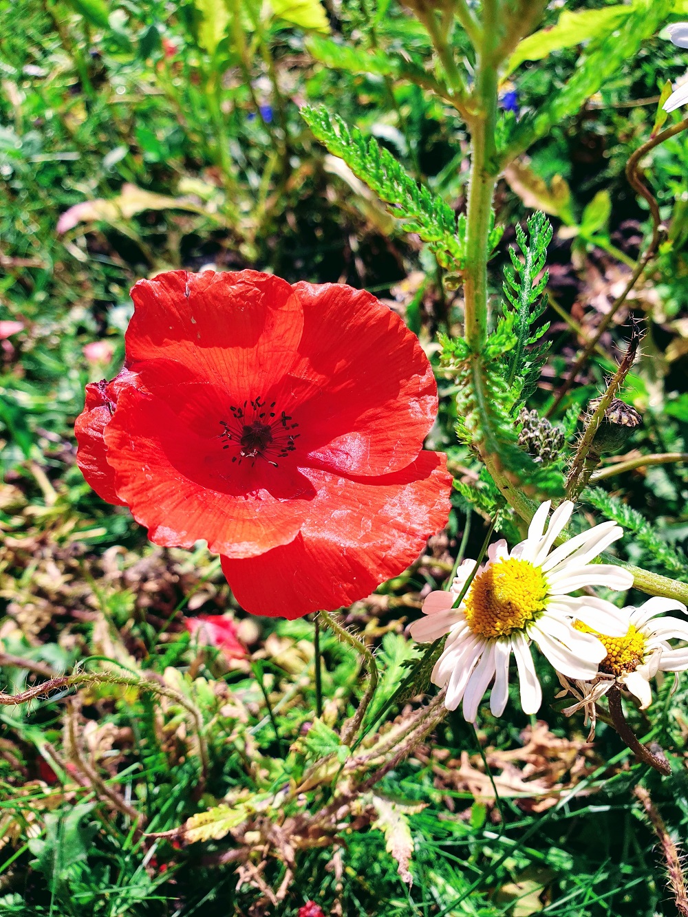 Nottingham in Summer
