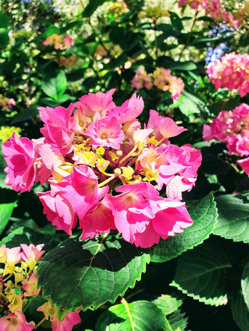 Summer Flowers At Victoria Embankment: #WWLinkUp