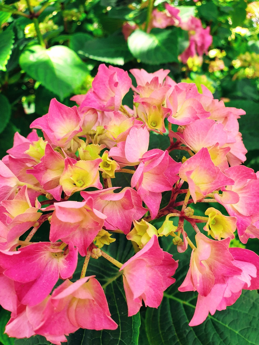 Summer Flowers At Victoria Embankment
