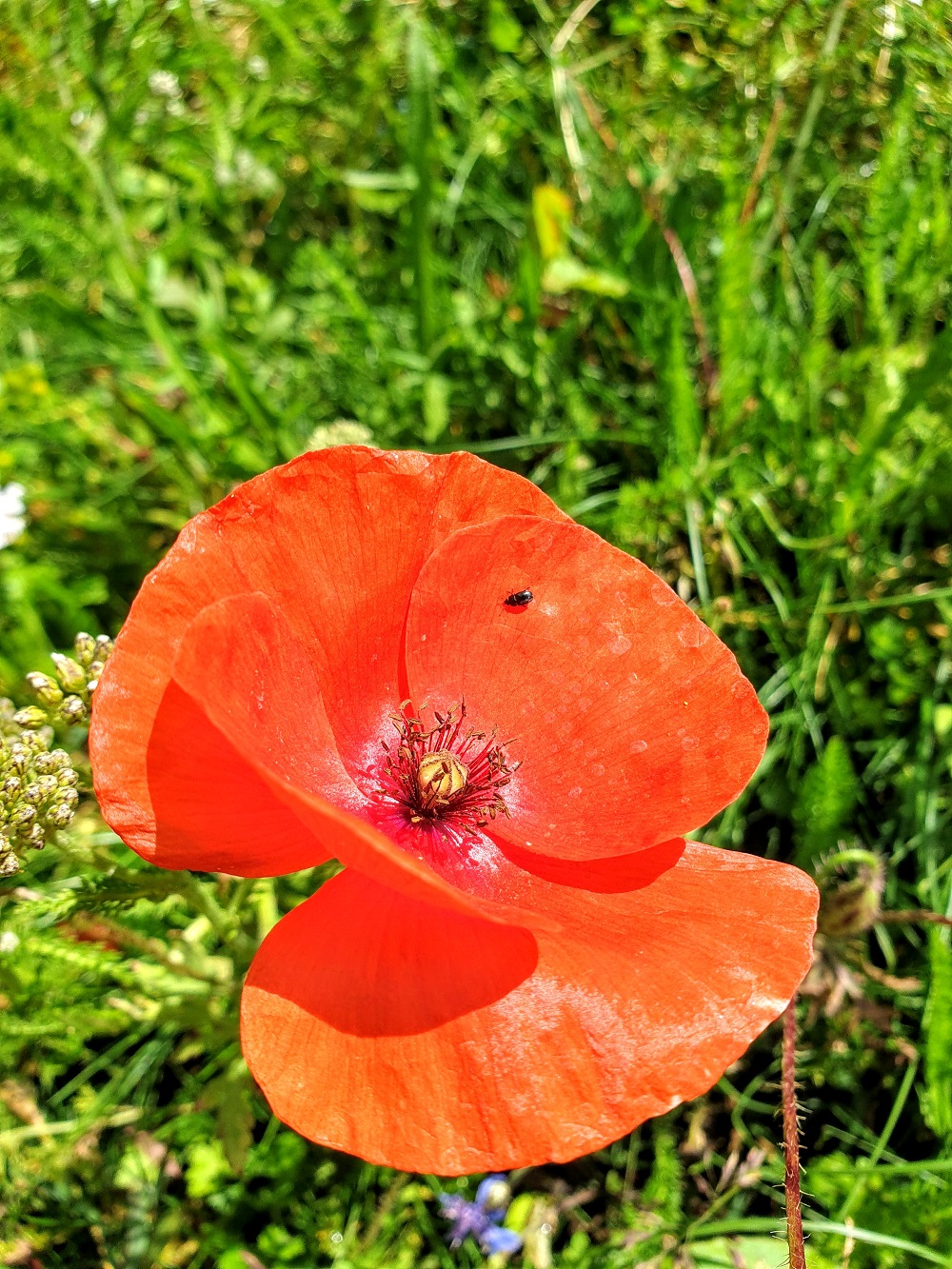Summer Flowers At Victoria Embankment