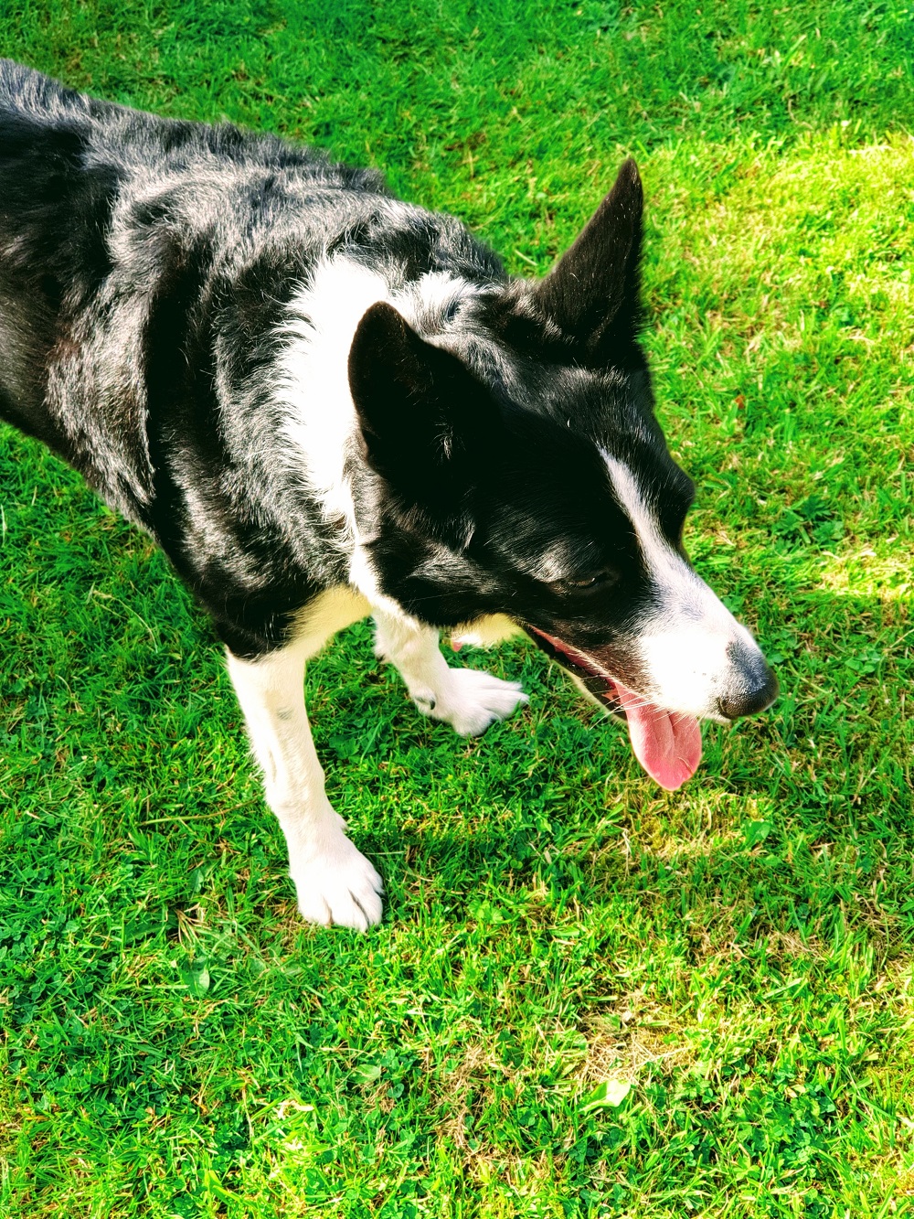 Mollie The Collie #WordlessWednesday Linky