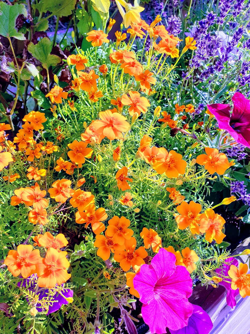 Orange You Glad It's Friday!?