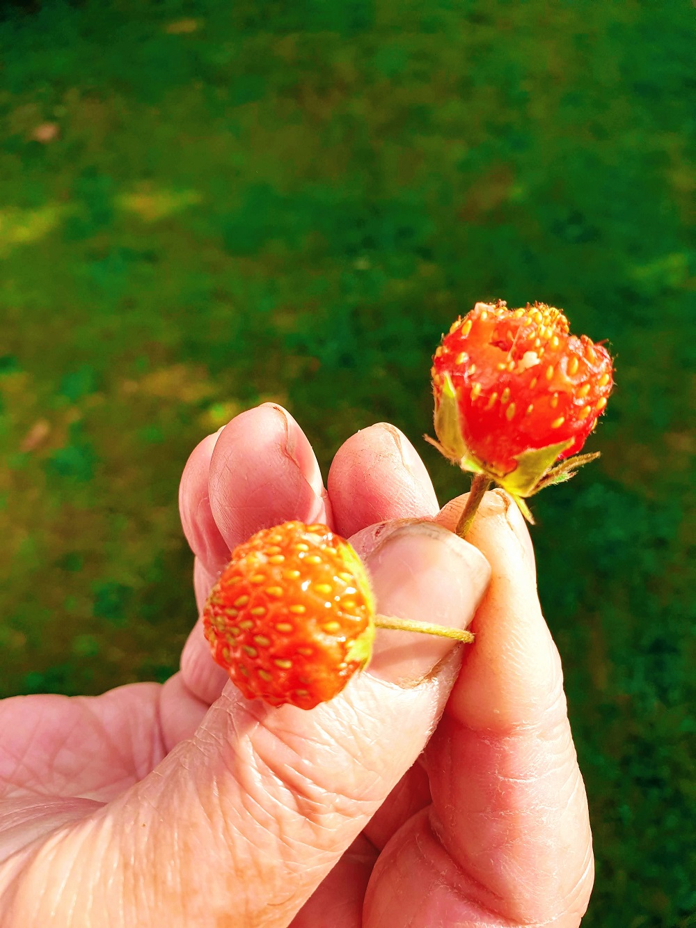 Mollie The Collie #WordlessWednesday Linky