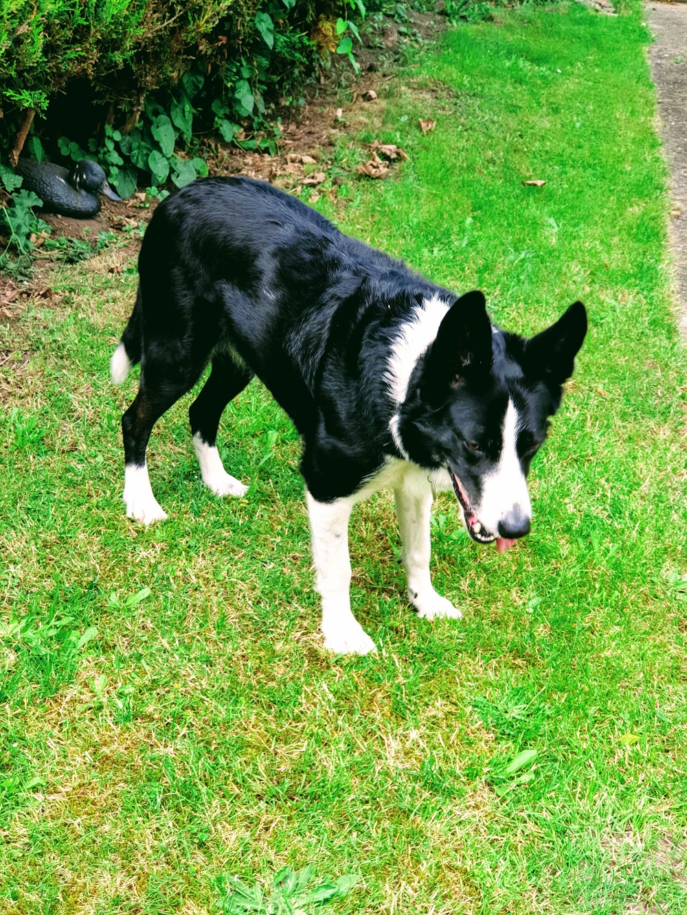 Mollie The Collie #WordlessWednesday Linky
