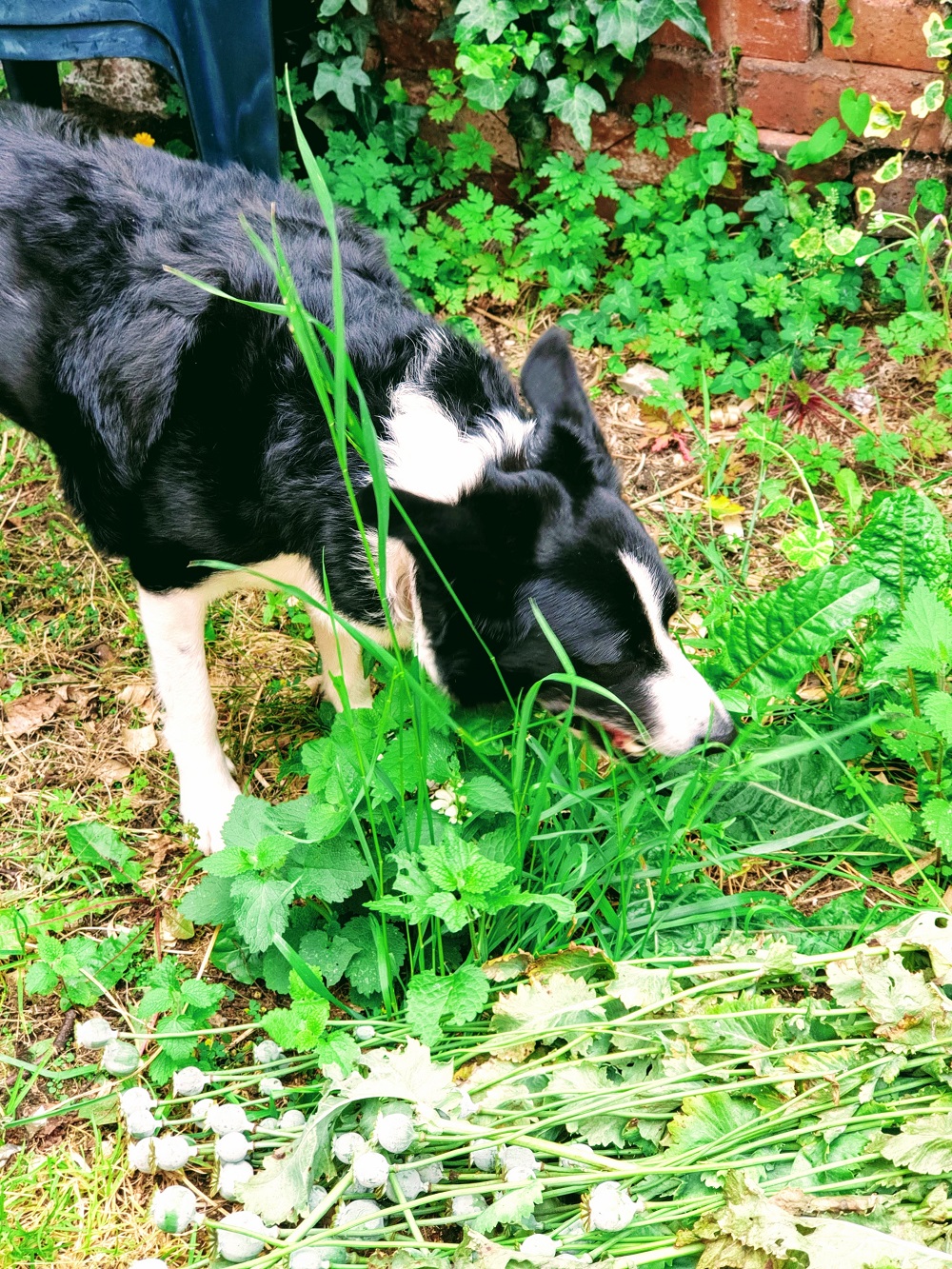 Mollie The Collie #WordlessWednesday Linky