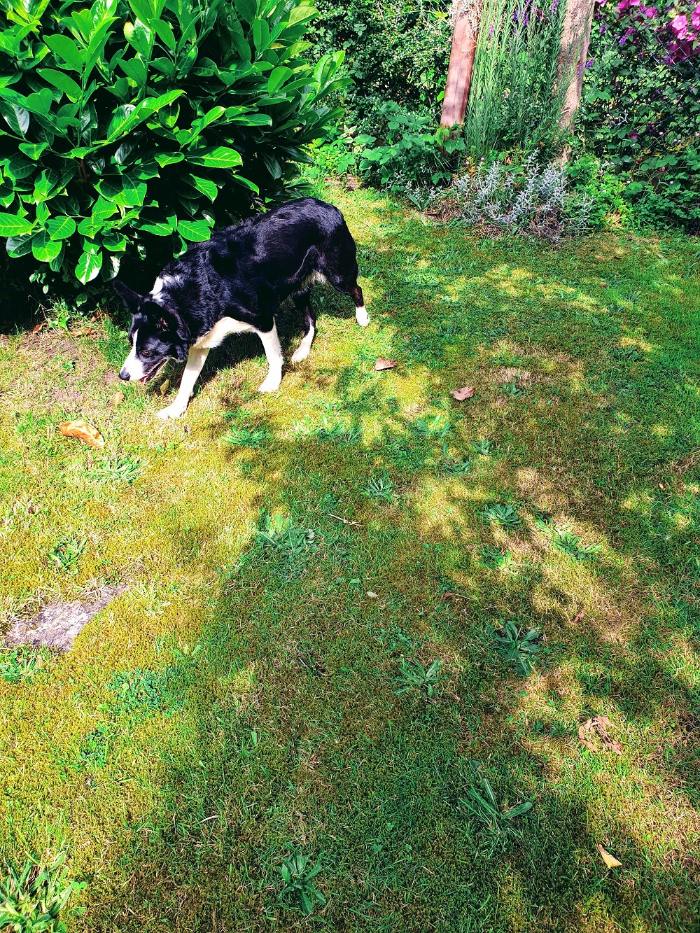 Mollie The Collie #WordlessWednesday Linky