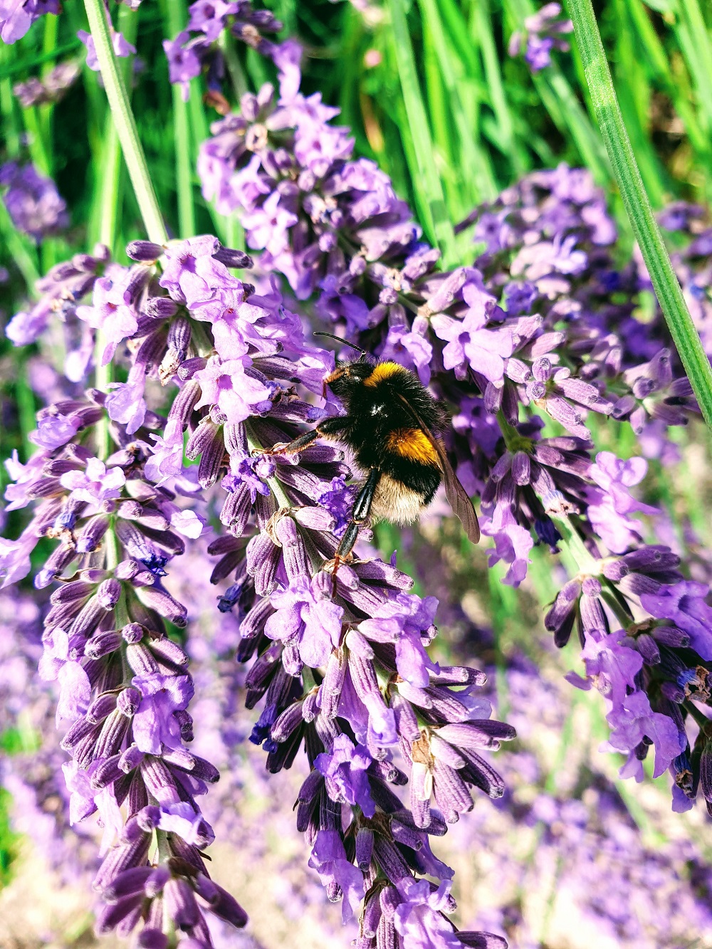 31 Bee Quotes For Instagram.