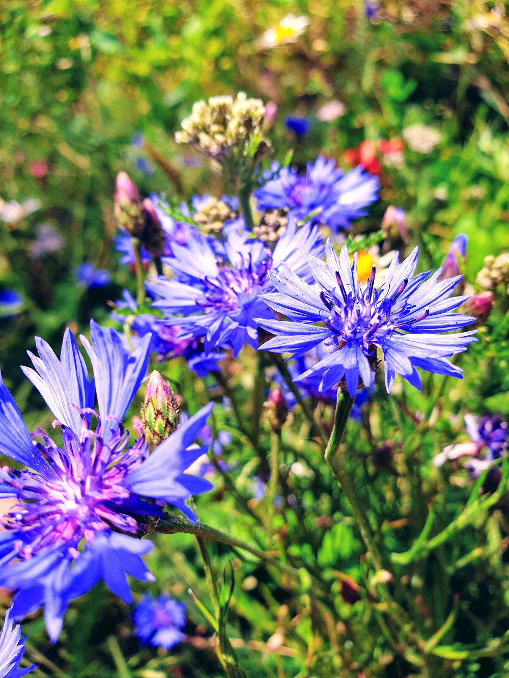 Summer Flowers At Victoria Embankment