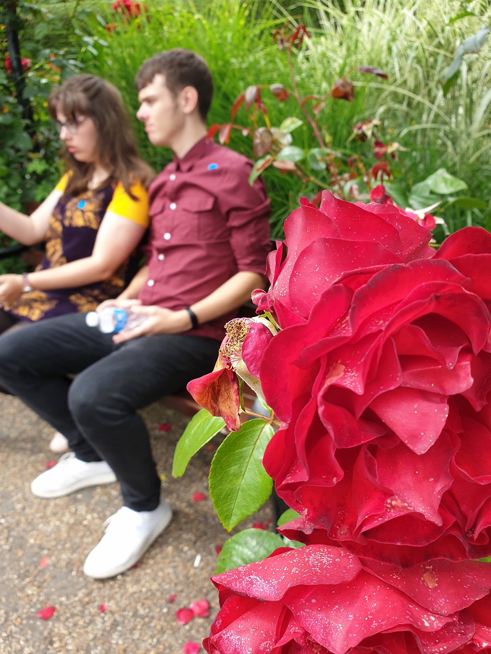 I Never Promised You A Rose Garden