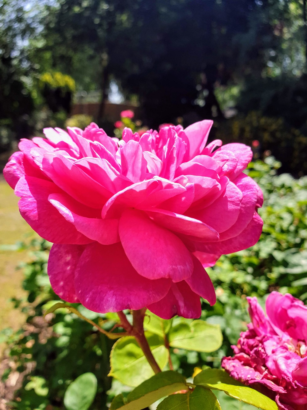Summer Flowers At Victoria Embankment