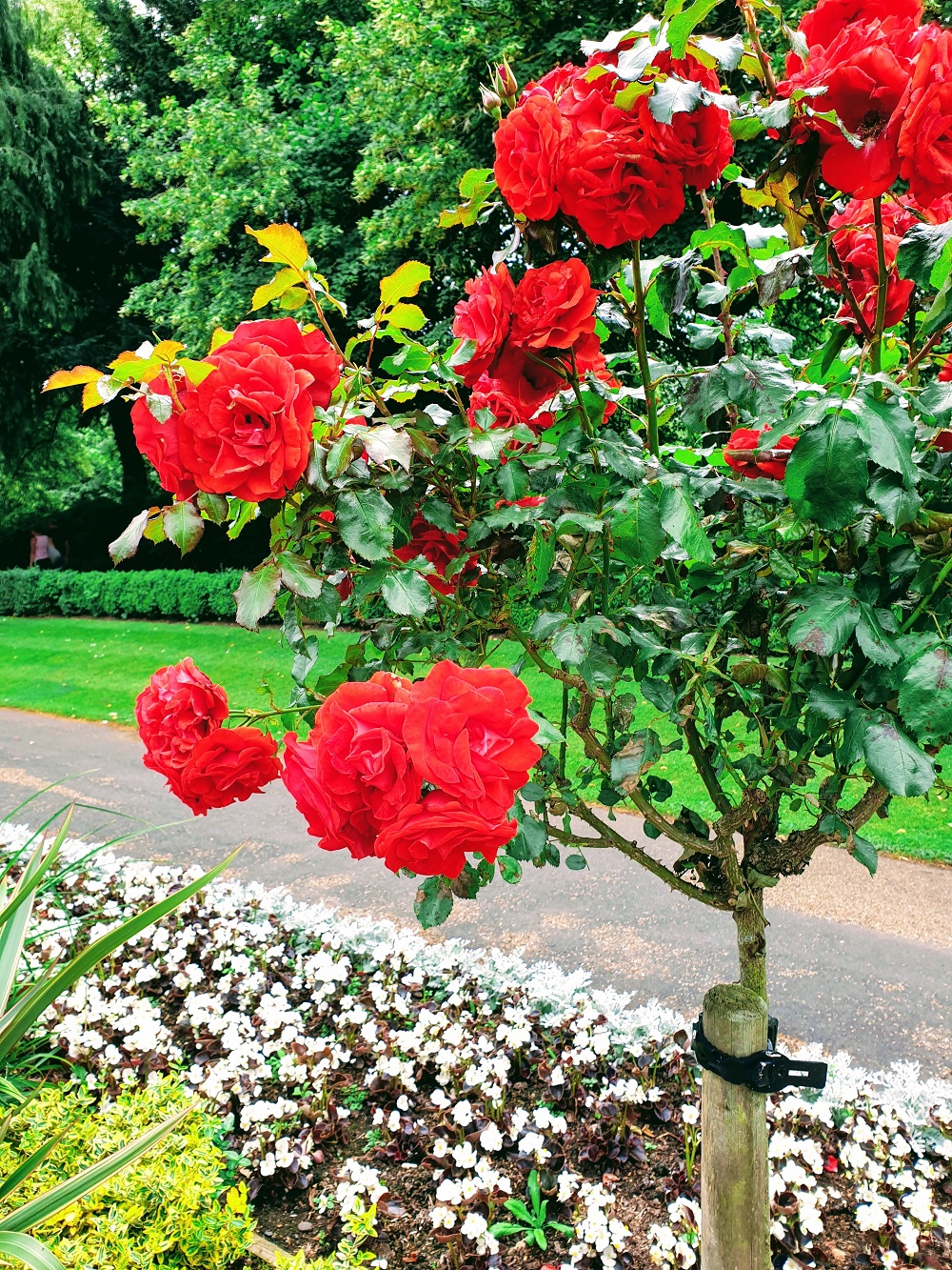 I Never Promised You A Rose Garden