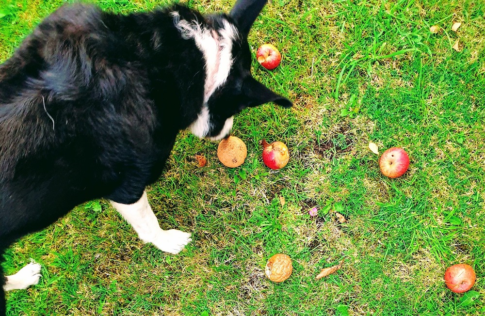 Mollie The Border Collie 