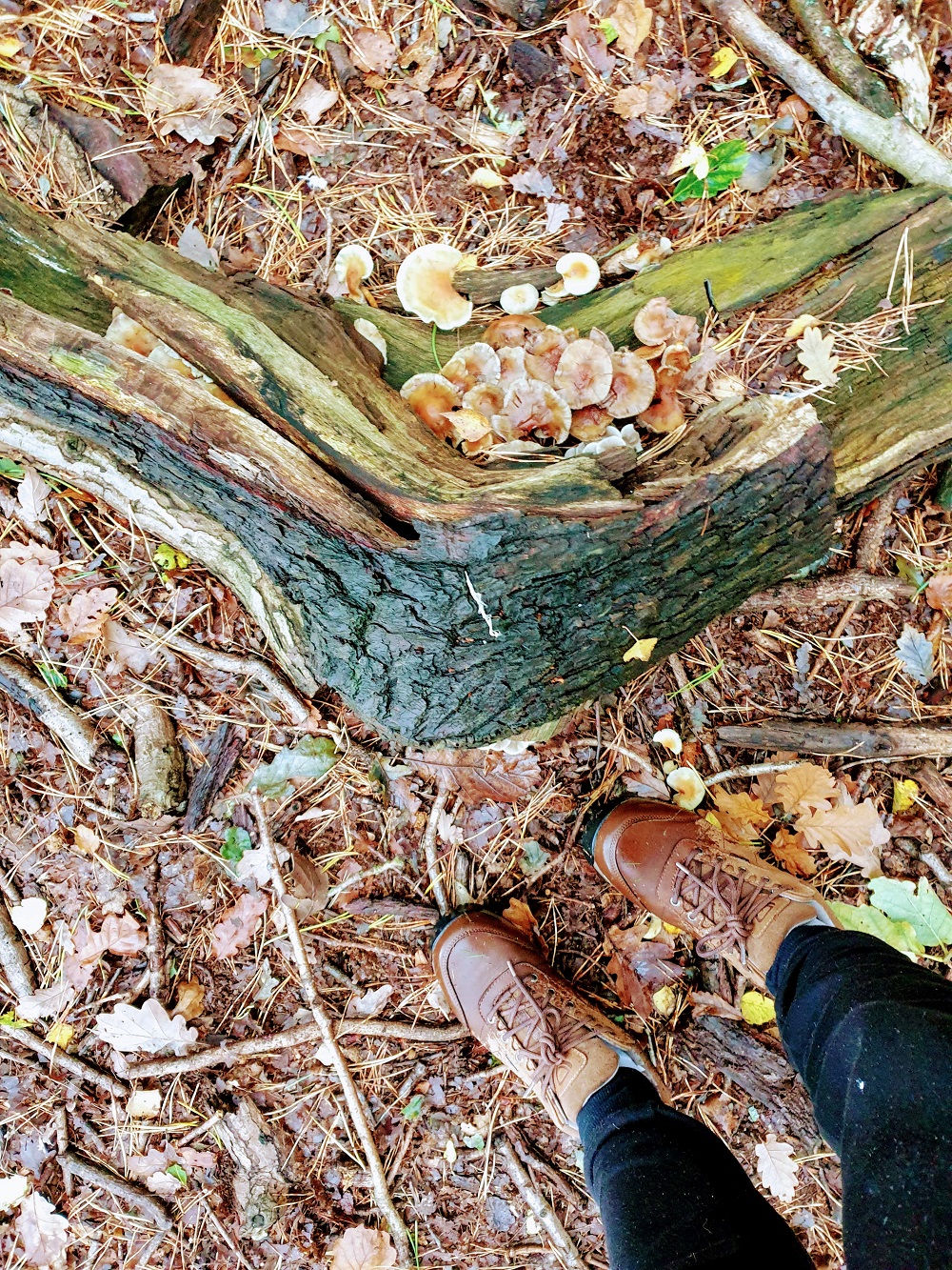 One Woman And Her Dog