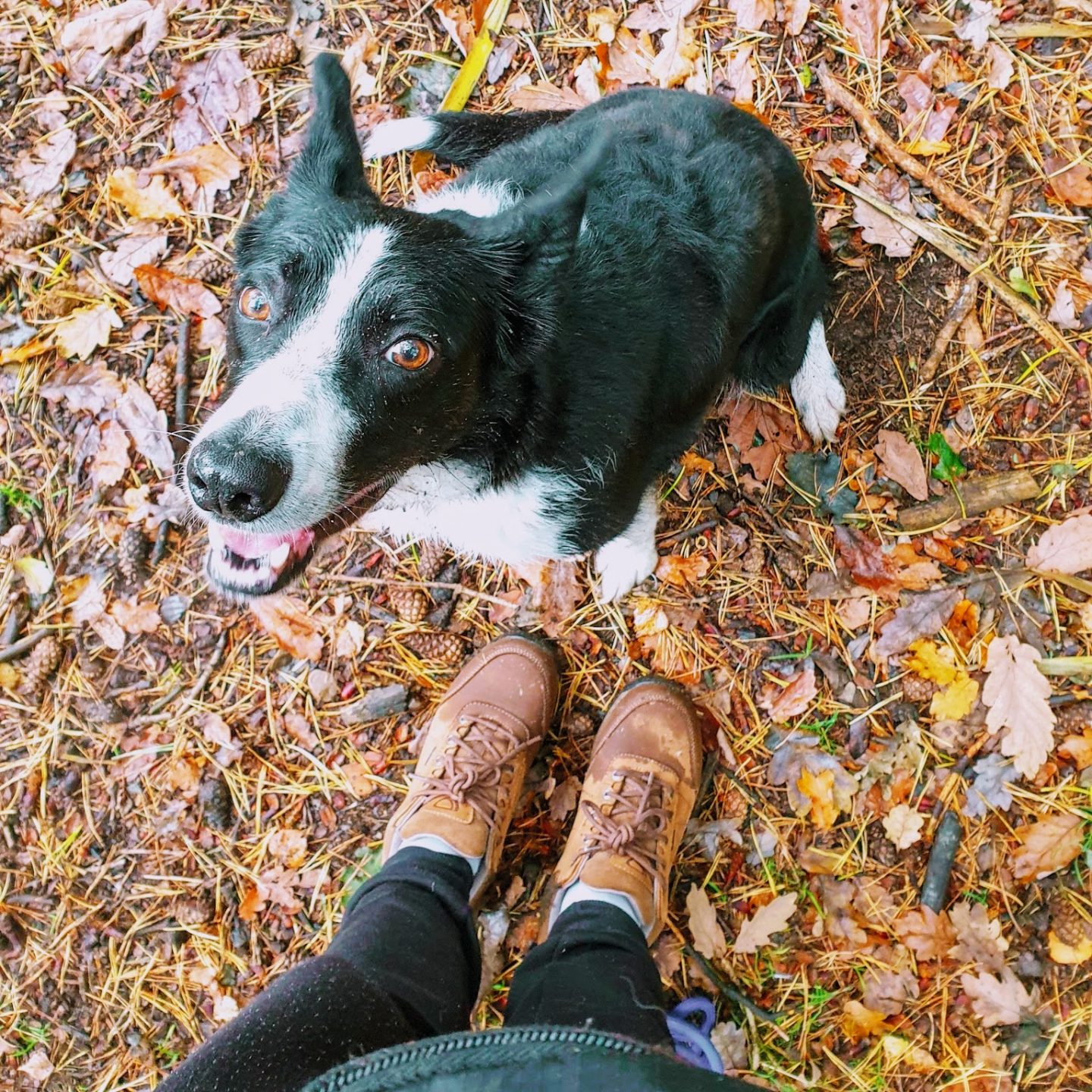 One Woman And Her Dog