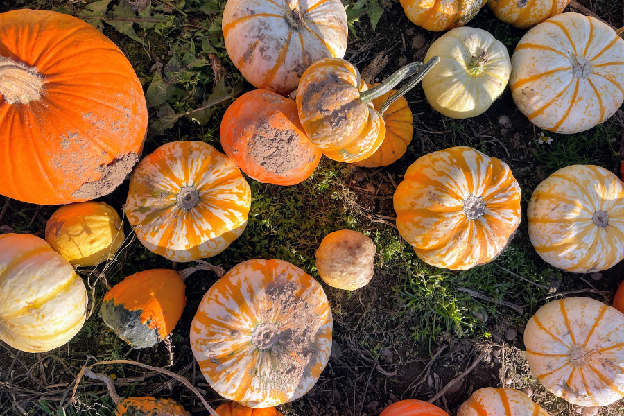 Top Tips for Taking Advantage of Pumpkin Season