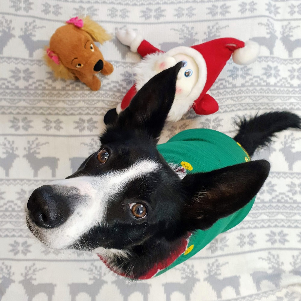 Christmas Jumpers For Dogs