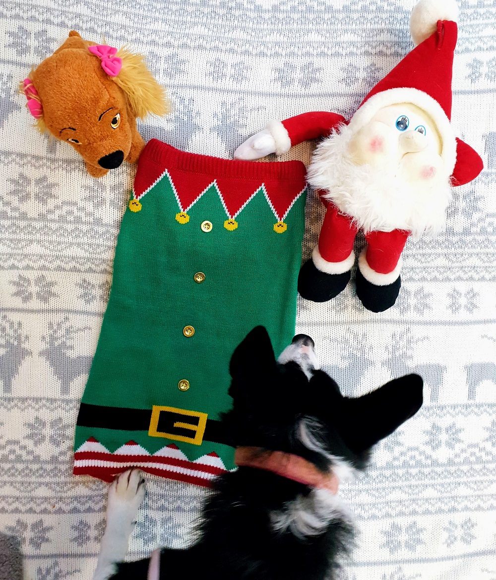 Christmas Jumpers For Dogs : Look At Mollie The Elf!!