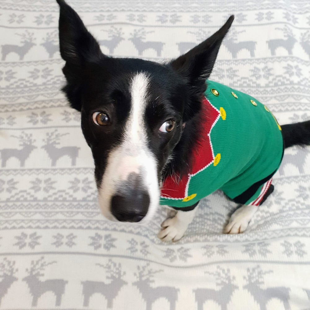 Christmas Jumpers For Dogs : Look At Mollie The Elf!!