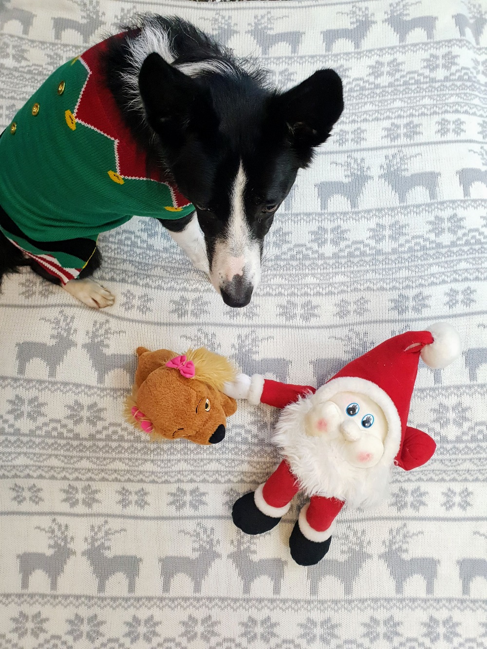 Christmas Jumpers For Dogs The Wednesday Link Up