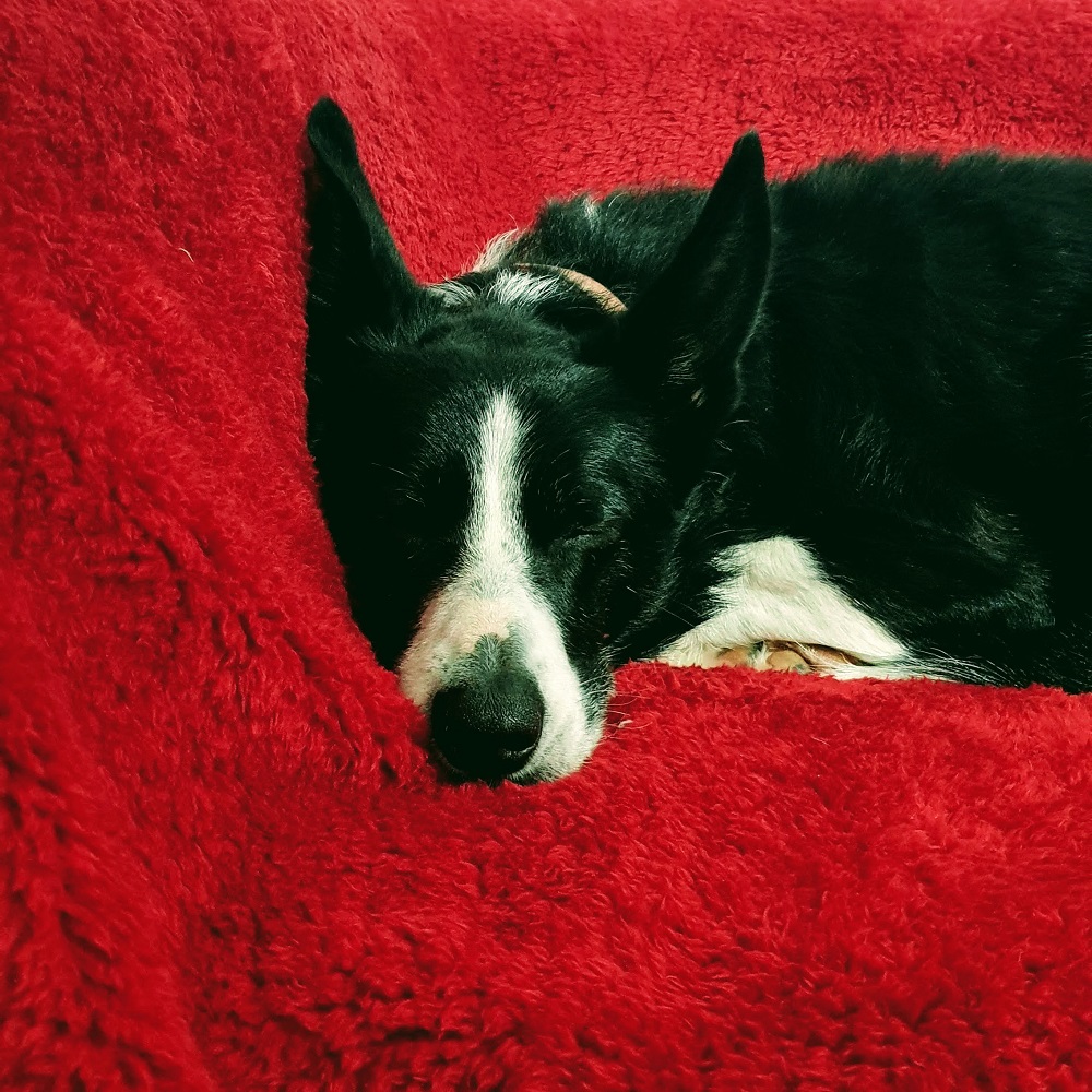 No Outfit Is Complete Without Dog Hair Pets