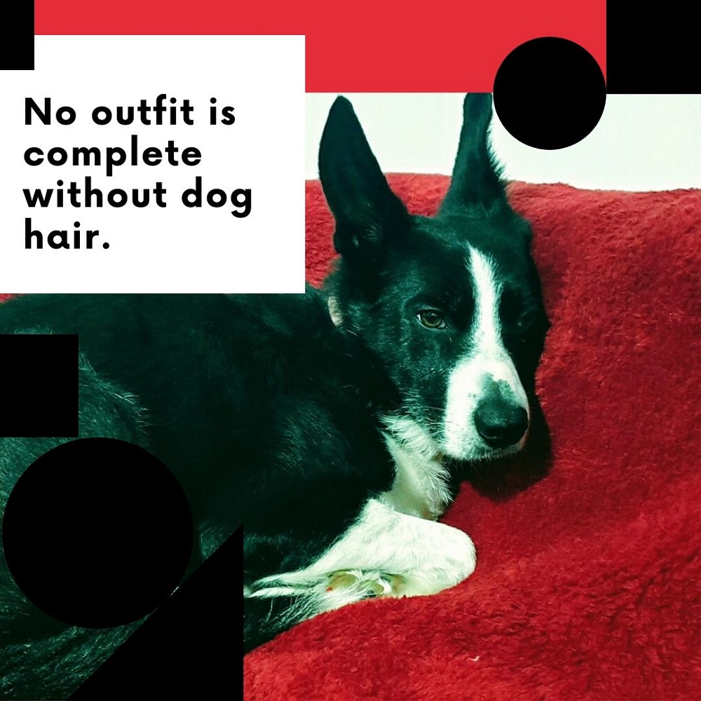 No Outfit Is Complete Without Dog Hair Dog quotes