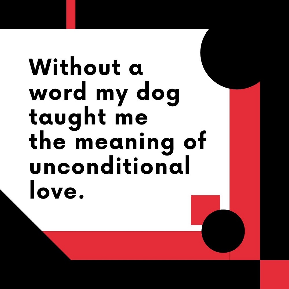 No Outfit Is Complete Without Dog Hair No Outfit Is Complete Without Dog Hair