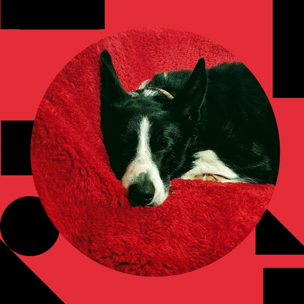 No Outfit Is Complete Without Dog Hair No Outfit Is Complete Without Dog Hair