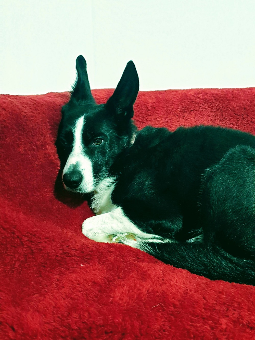 No Outfit Is Complete Without Dog Hair Link Up. No Outfit Is Complete Without Dog Hair