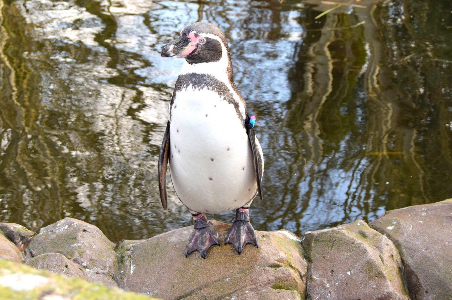 5 Adorable Photos Of The Penguins At Twycross Zoo