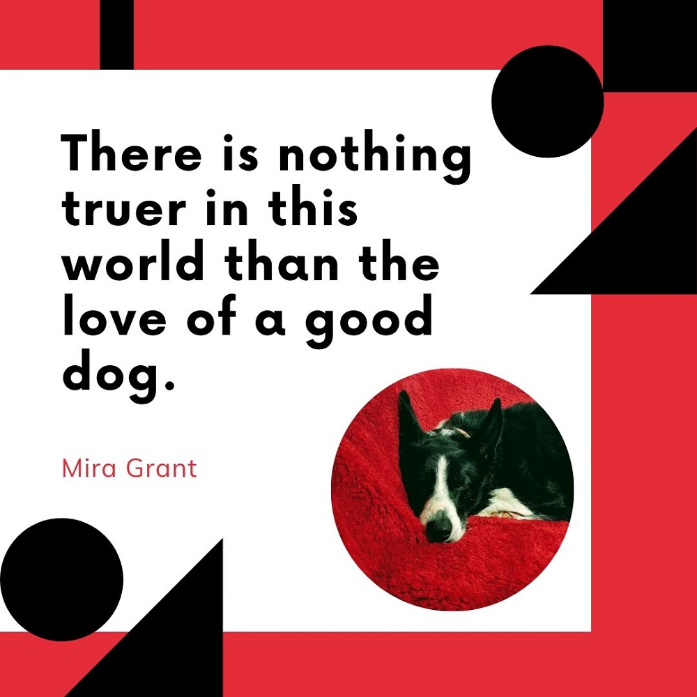 No Outfit Is Complete Without Dog Hair Link Up. No Outfit Is Complete Without Dog Hair Link Up.