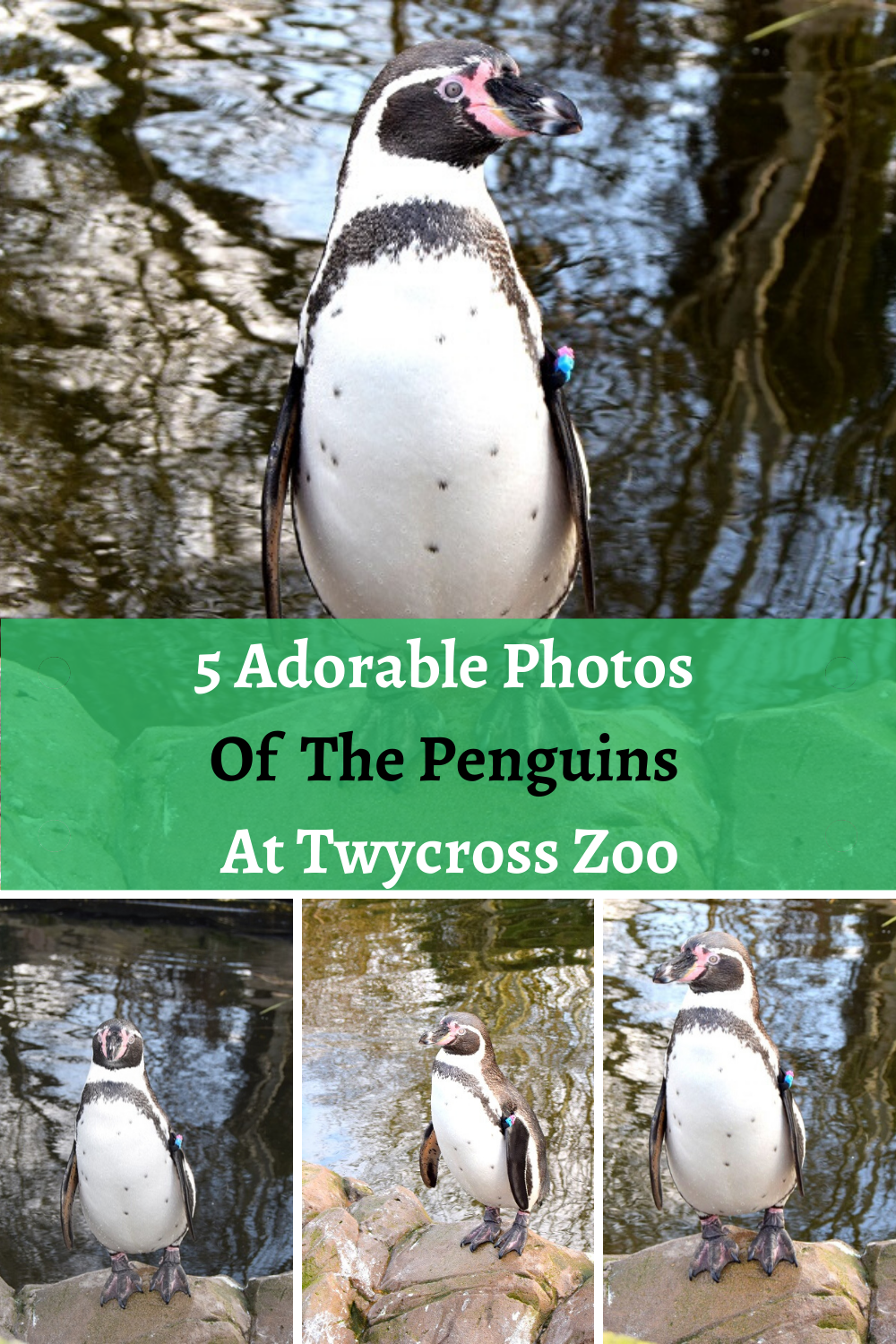 5 Adorable Photos Of The Penguins At Twycross Zoo